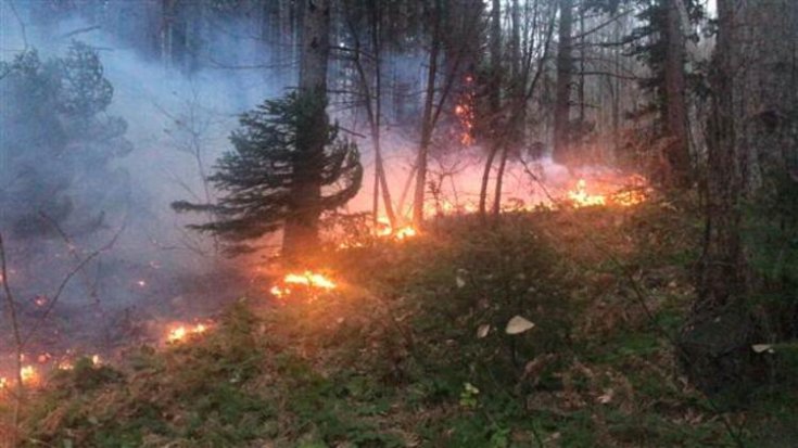 Uludağ'da orman yangını