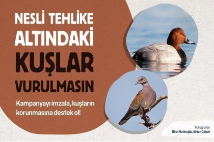 19 kurumdan ortak açıklama: Nesli tehlike altındaki kuşlar vurulmasın!