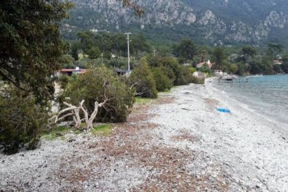 Akbük Koyu'nda ağaç katliamı, 2 kişi gözaltına alındı