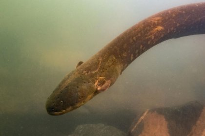 Amazon'da 'dünyanın en güçlü elektrikli yılan balığı' türü bulundu: Rekor düzeyde akım verebilir