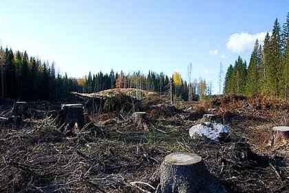 Bakanlığın onayladığı 180 bin ağacın kesilmesine ilişkin 'ÇED raporu' mahkemeden geri döndü