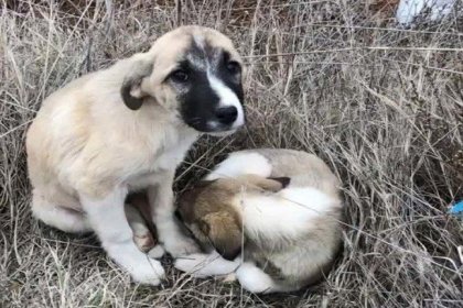 CHP'den zehirlenen köpekler için suç duyurusu