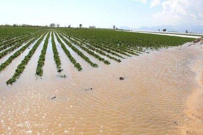 Doğal afetler çiftçiyi vurdu: Toplam borç 113 milyar liraya ulaştı