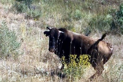 Erzincan'da Kurban Bayramı'ndan bir gün önce kaçan boğa bulundu, Ferdinand'ın yanına gönderilecek