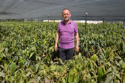 Gazipaşa'da mango ağacı sayısı 5 bini buldu