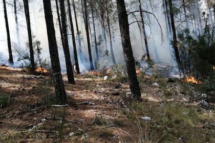 Kaş'ta orman yangını