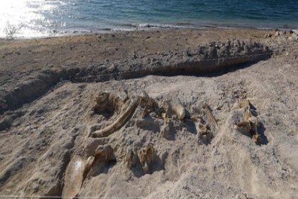 Kayseri'de 7,5 milyon yıllık yeni fosiller bulundu