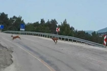 Ceylanlar Kaz Dağları'ndaki katliamdan kaçtı, Çanakkale Belediye Başkanı Ülgür Gökhan isyan etti: Canlıların yaşam alanlarını yok edenleri lanetliyorum