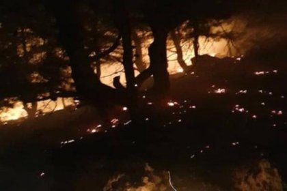 Kozan'da 5 dönüm kızılçam ormanı kül oldu
