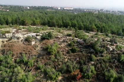 Mersin'de 72 dönümlük Hazine arazisindeki binlerce kızılçam ağacı kesildi