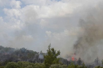 Milas'ta orman yangını çıktı