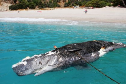 Ölüdeniz'de 3 metre uzunluğundaki balina karaya vurdu