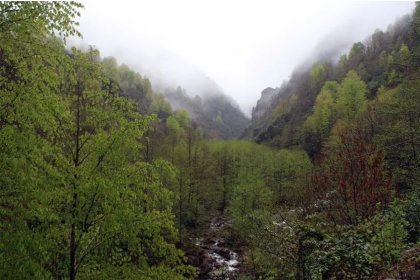 Rize'de bal ormanına taş ocağı açılmasına tepki