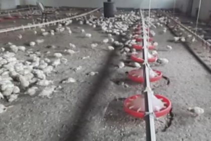 Tavuk firması iflas edince iki milyon civciv ölüme terk edildi