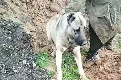 Zehirlenerek gömülen köpekle ilgili yeni gelişme