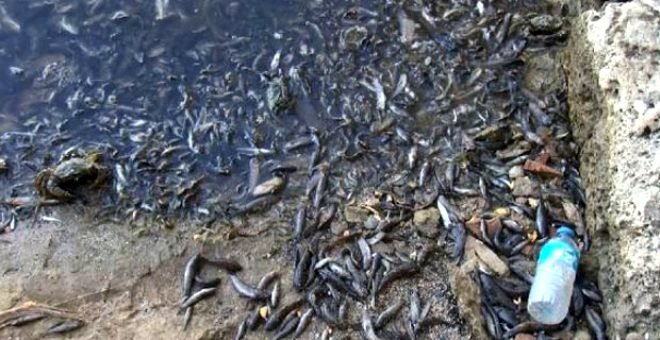 İBB, Küçükçekmece Gölü'nde yaşanan balık ölümleri üzerine harekete geçti