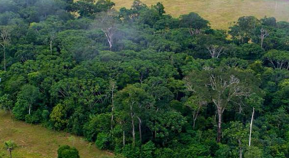 1990'dan bu yana 178 milyon hektar orman yok oldu