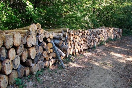 5 yılda 115 milyon metreküp odunluk ağaç kesildi