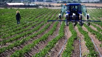 Ankara Büyükşehir Belediyesi'ne ait tarım arazilerinde hasat için geri sayım başladı