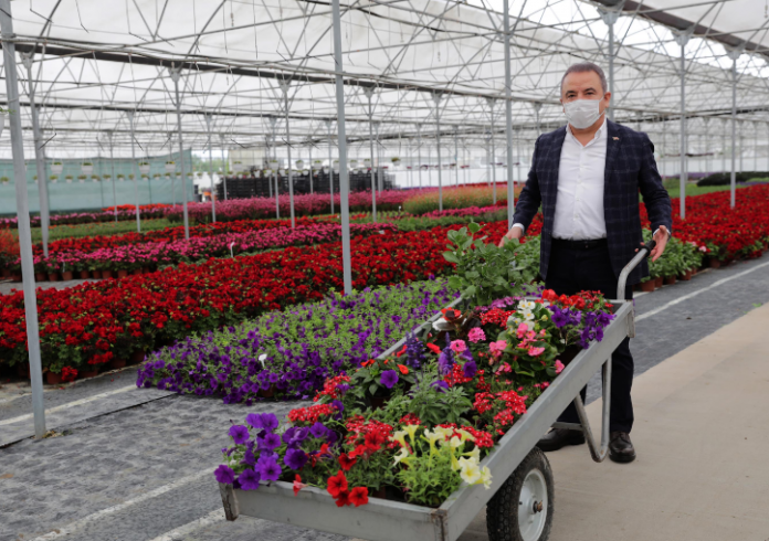 Antalya Büyükşehir Belediyesi, üreticiden aldığı çiçekleri Anneler Günü'nde hediye edecek