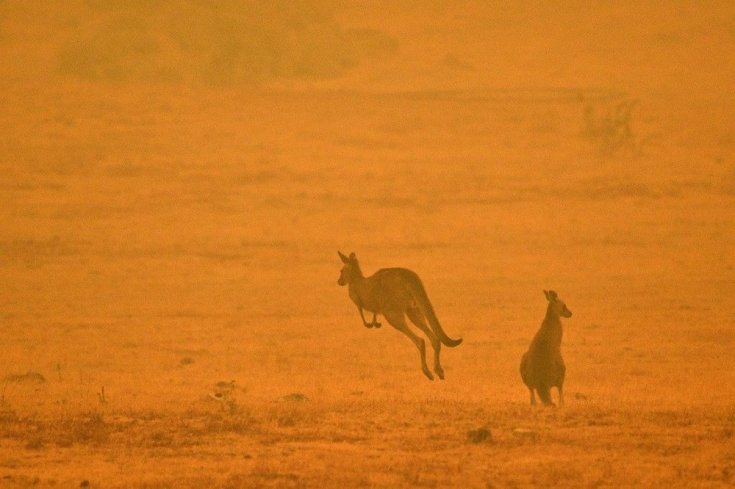 Avustralya'daki yangınlar 3 milyar hayvanı etkiledi