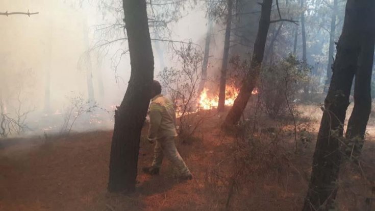 Aydos'ta ormanlık alanda yangın
