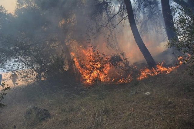 Bakan Pakdemirli'den orman yangınlarına ilişkin açıklama