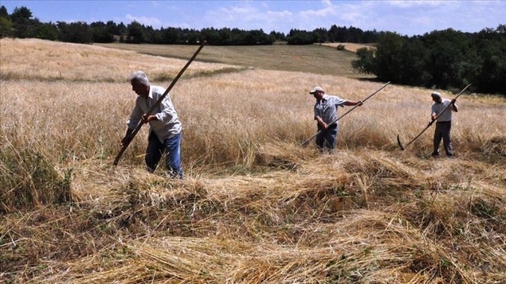 'Bir ton buğday üretip satan çiftçi, 2002 yılında 33 gr altın alırken 2020 yılında 4 gram alabiliyor'
