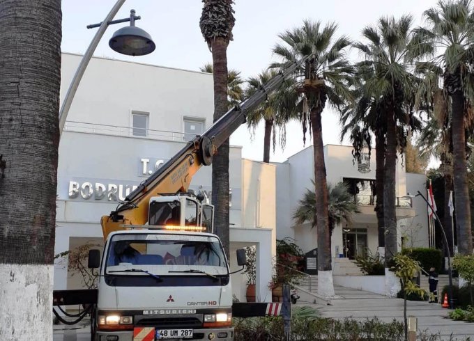 Bodrum'da palmiye ağaçlarına kışlık bakım başladı