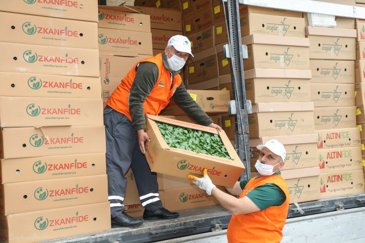 İBB, çiftçiye 3,5 milyon ücretsiz sebze fidesi dağıttı