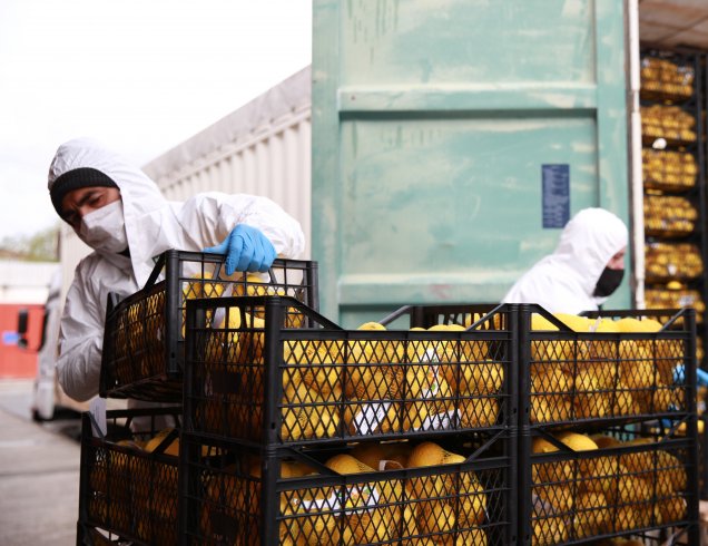 İBB tarafından ihtiyaç sahiplerine ücretsiz dağıtılacak 100 ton limon İstanbul'a geldi