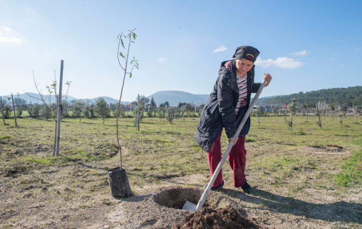 İzmir Büyükşehir Belediyesi 2020 yılında 363 bin meyve fidanı dağıttı