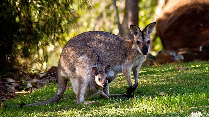 Kangurular insanlarla iletişim kurabilir