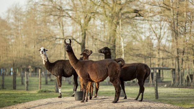 'Kış' isimli 4 yaşındaki lama koronavirüse çare olabilir mi?