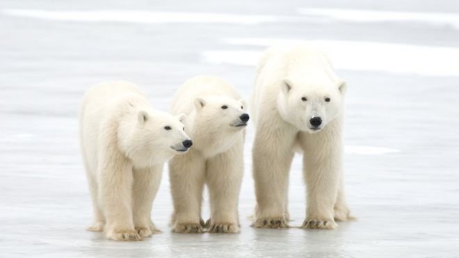 Kutup ayılarının nesli 80 yıl içinde tükenebilir