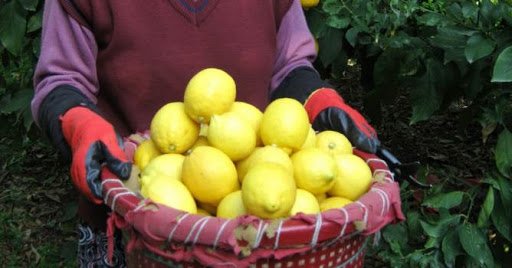 Limon üreticisinden 'market' tepkisi: 1 liraya veriyoruz, 5 liraya satıyorlar
