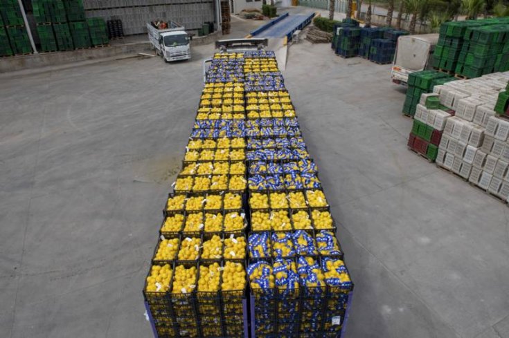 Mersin’in limonları İstanbul'dan sonra bu kez de Ankara için yola çıktı