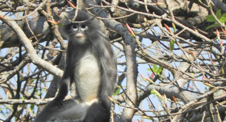 Myanmar'da nesli tükenme tehdidinde olan yeni bir primat türü keşfedildi