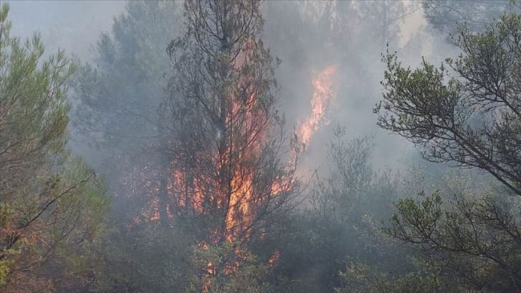 Sakarya’da orman yangını