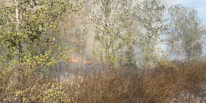 Samsun’da orman yangını