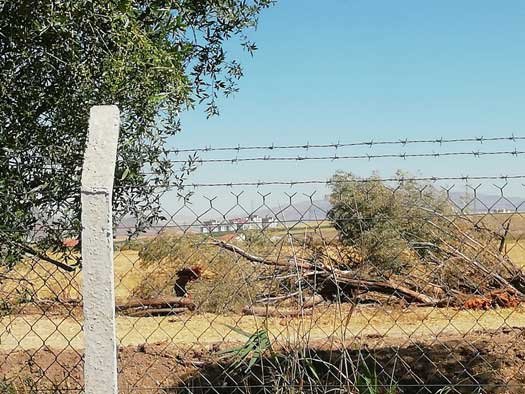 Sincan’da 30 yıllık ağaçlar katledildi