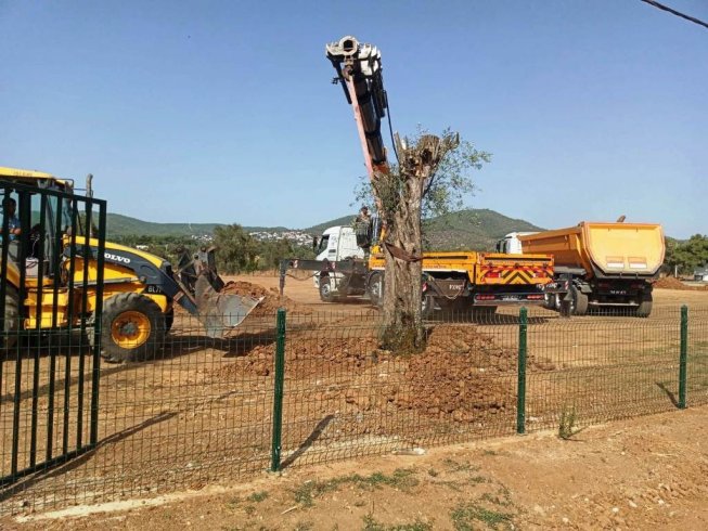Termik santral alanından sökülen asırlık zeytin ağaçları Bodrum Belediyesi Yerel Tohum Merkezinde yeniden hayat buldu