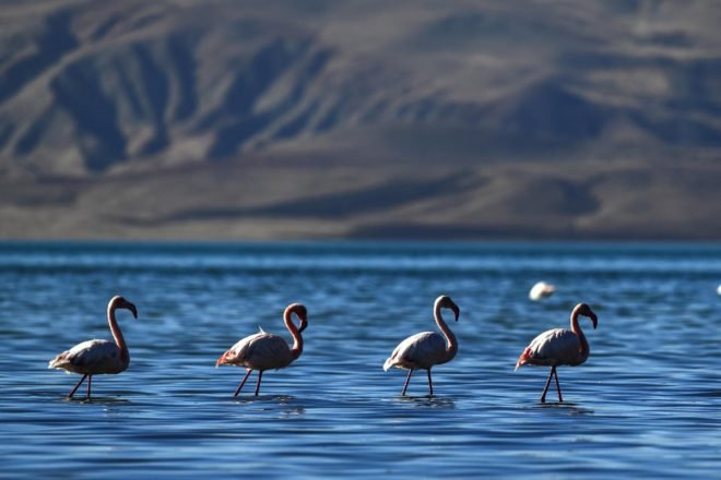 Van Gölü Havzası’nın narin kuşları flamingolar Afrika'ya göç ediyor