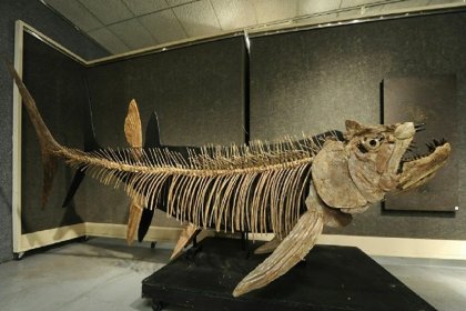 Arjantin'de 70 yıl önce bulunan balık fosilinin 70 milyon yıllık olduğu keşfedildi