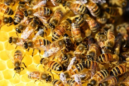 Bal arısının zehri laboratuvarda meme kanseri hücrelerini yok etti