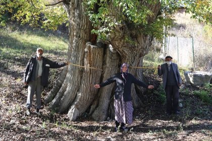 Dünyanın en yaşlı armut ağacı Artvin’de bulunmuş olabilir