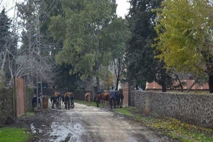 Gaziantep'te bir mahalle kuduz nedeniyle 6 ay süreyle karantina altına alındı