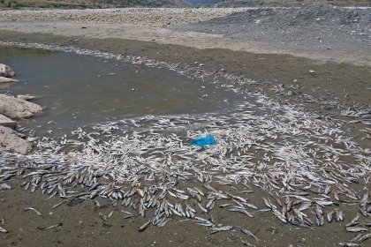 Gölbaşı'ndaki balık ölümleriyle ilgili inceleme