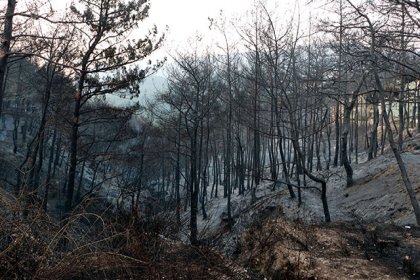 Hatay’daki orman yangınlarıyla ilgili 2 tutuklama
