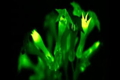 Işıldayan mantar DNA'sı ile parıldayan bitki üretildi
